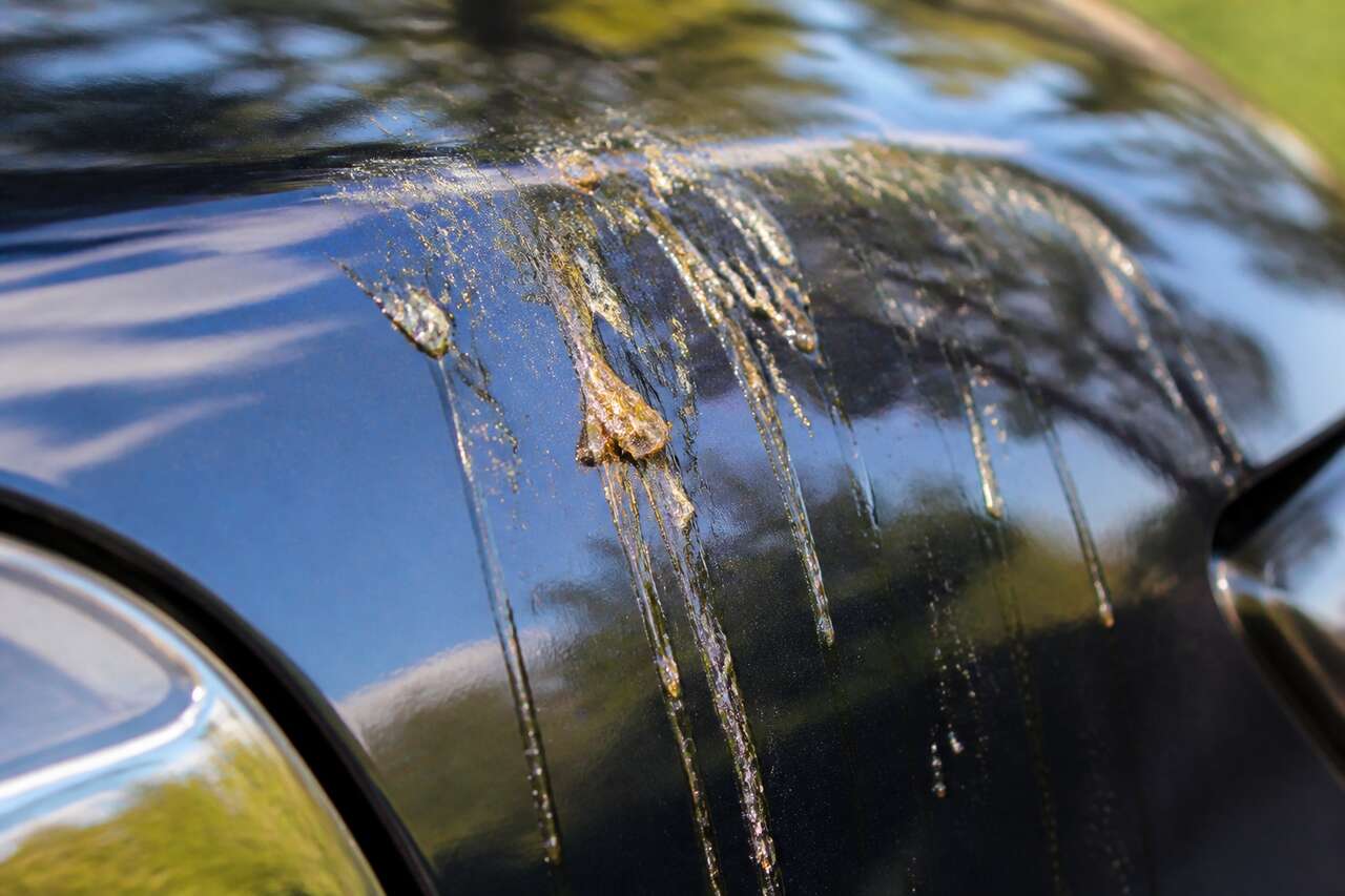 Comprendre pourquoi la sève adhère à la carrosserie