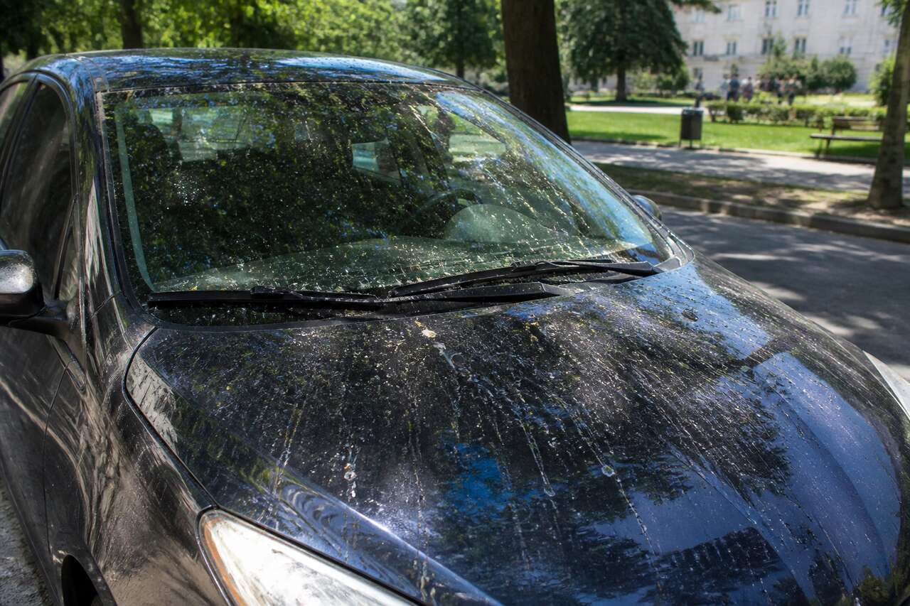 Les dangers de laisser la sève sur votre voiture